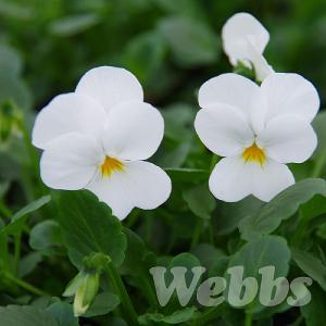 Viola 'Endurio White'