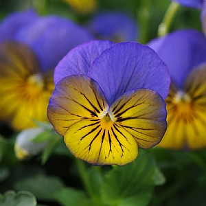 Viola 'Sorbet Morpho'