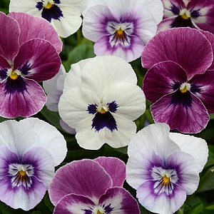 Viola 'Sorbet Mix Raspberry Sundae'