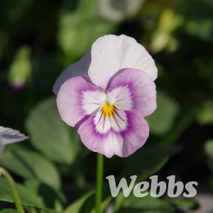 Viola 'Sorbet Pink Halo'