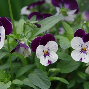 Viola 'Rocky Mickey'