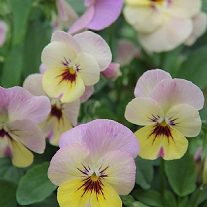 Viola 'Rocky Pineapple Crush'