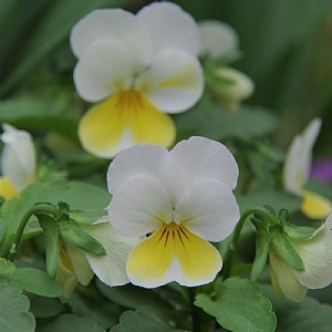 Viola 'Rocky Sunnyside Up'