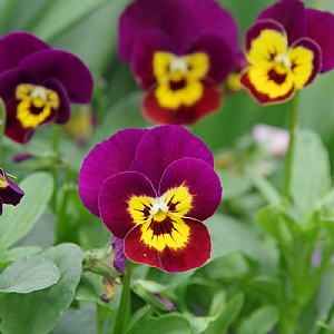 Viola 'Rocky Violet Tiger Face'