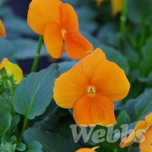 Viola 'Sorbet Orange Deep'
