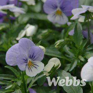 Viola 'Sorbet Yesterday Today Tomorrow'