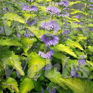 Caryopteris x clandonensis Hint of Gold