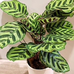 Calathea Makoyana