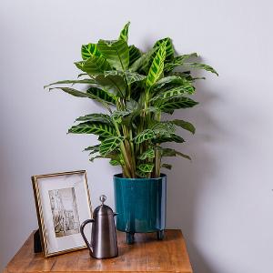 Calathea zebrina