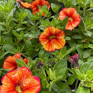 Calibrachoa MiniFamous 'Bakari'