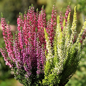 Calluna vulgaris Beauty Ladies Trio (Heather)