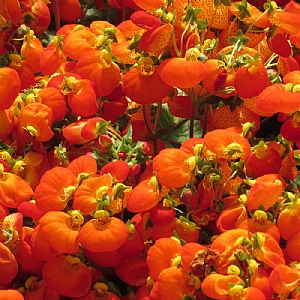 Calceolaria Calynopsis Orange