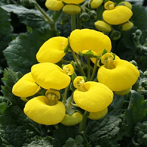 Calceolaria Calynopsis Yellow