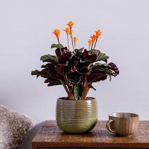 Calathea Crocata (Eternal Flame)