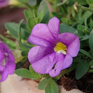 Calibrachoa Cabaret 'Early Blue'