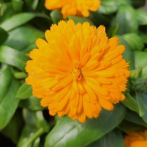 Calendula 'PowerDaisy Tango'