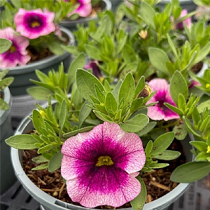 Calibrachoa MiniFamous 'Frozen Berry'
