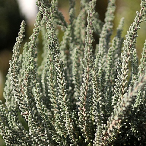Calluna vulgaris Garden Girls 'Fluffy' (Heather)