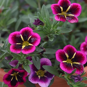 Calibrachoa 'Good Night Kiss'