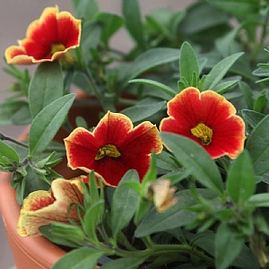 Calibrachoa 'Blood Orange'