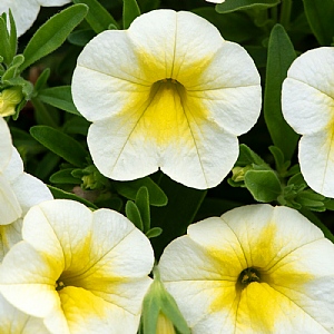 Calibrachoa Cabaret 'Frosty Lemon'