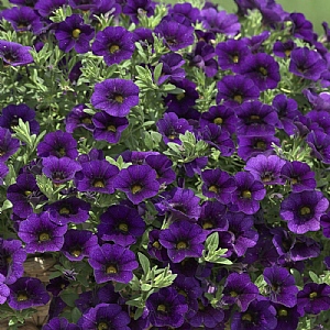 Calibrachoa 'Neo Royal Blue'