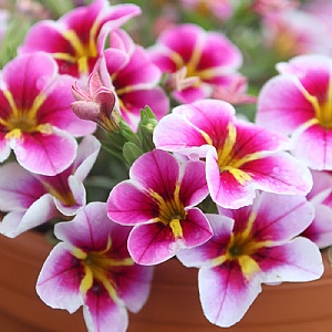 Calibrachoa 'Rave Pink Barbados'