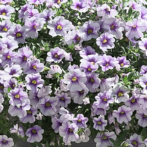 Calibrachoa 'Uno Blue Vein'