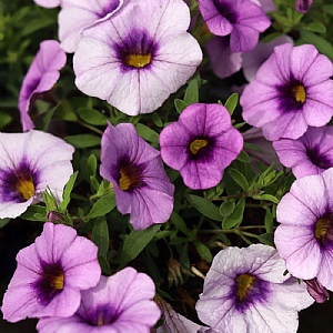 Calibrachoa MiniFamous 'Lavandula Cheesecake'