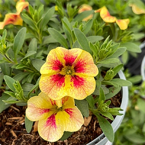 Calibrachoa MiniFamous 'Mango Lassi'