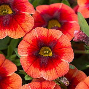 Calibrachoa Can-Can 'Orange Punch'