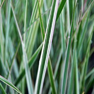 Calamagrostis x actuiflora 'Overdam'