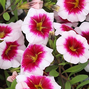 Calibrachoa MiniFamous 'Panna Cotta'