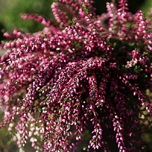 Calluna vularis 'Rasta Girls' (Heather)