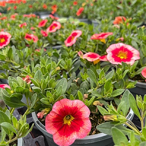 Calibrachoa MiniFamous 'Smoothie'