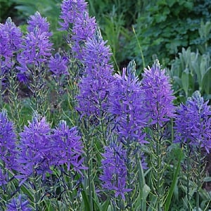 Camassia leichtlinii 'Caerulea'