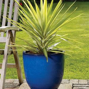 Apta Cambridge Glazed Egg Planter (Various Sizes)