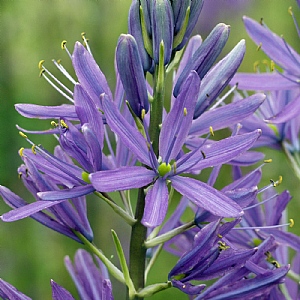 Camassia cusickii