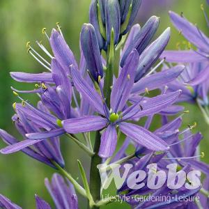 Camassia cusickii