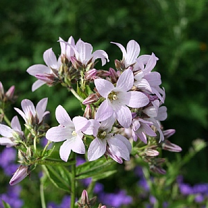 Campanula lactiflora 'Loddon Anna'