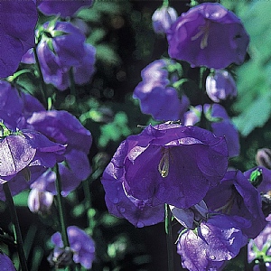 Campanula persicifolia 'Blue Bloomers'