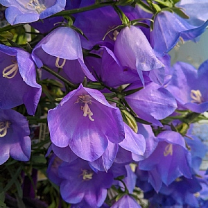 Campanula persicifolia 'Takion Blue'
