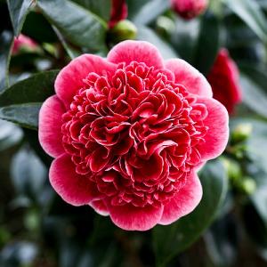 Camellia 'Volunteer'