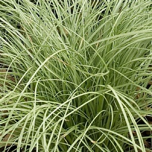 Carex 'Amazon Mist'