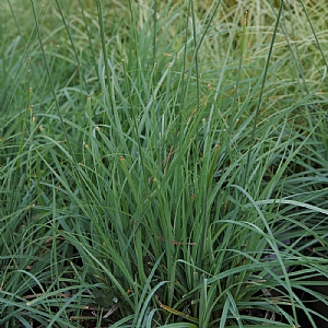 Carex flacca 'Blue Zinger'