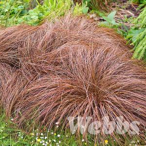 Carex comans 'Bronze Form'