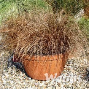 Carex comans 'Bronco'
