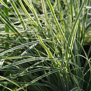 Carex oshimensis 'Everest'