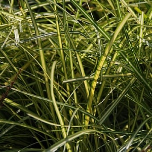 Carex 'Evergold'