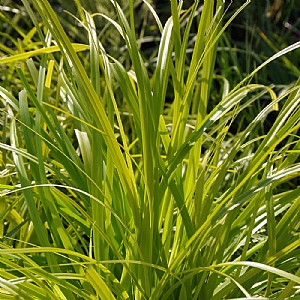 Carex 'Everillo'